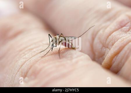 Close up mosquito de sucer le sang de la peau humaine Banque D'Images
