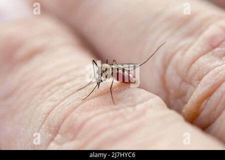 Close up mosquito de sucer le sang de la peau humaine Banque D'Images