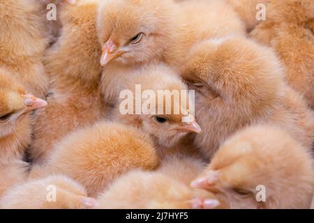 Gros plan poulet nouveau-né, ferme de poulet Banque D'Images