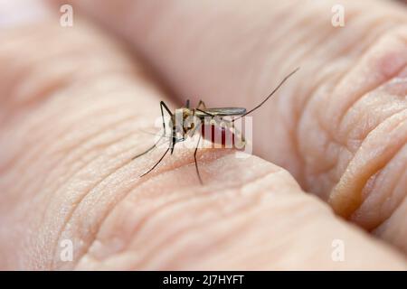 Close up mosquito de sucer le sang de la peau humaine Banque D'Images