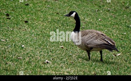 Canada Goose Calgary Zoo Alberta Banque D'Images