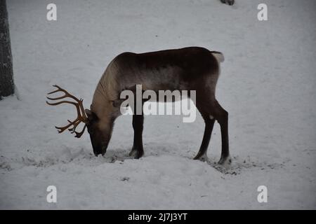 Un renne cherche de la nourriture en remuant la neige dans une forêt enneigée avec son museau Banque D'Images