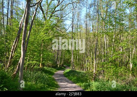 Un sentier traverse l'ancienne forêt de Scord's Wood, près de IDE Hill et Emmetts Garden, dans le Kent, en mai. Les bois est un SSSI protégé pour étudier la flore Banque D'Images