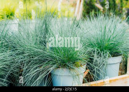 Plantules en pots Fescue bleu intense feuilles bleues Festuca glauca dans des pots de plantes dans le centre du jardin. Idées pour le jardinage et la plantation dans une nouvelle saison. Banque D'Images