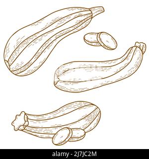 Collection moelle végétale. Courgettes rayées oblongues et morceaux de légumes hachés. Illustration vectorielle. Dessin linéaire isolé à la main dans la direction de l'air Illustration de Vecteur