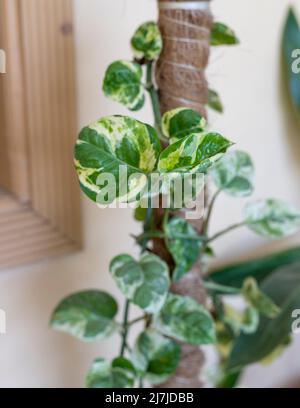 Epipremnum Njoy Pothos Money Plant avec foyer sélectif Banque D'Images