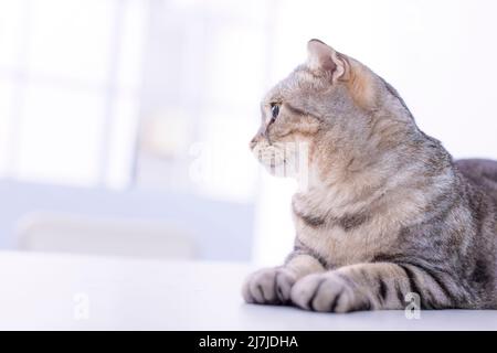 Joli chat assis sur le rebord de la fenêtre et attendant quelque chose. Banque D'Images