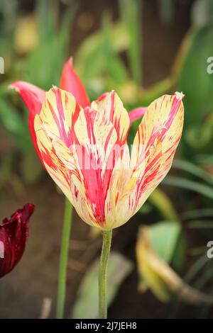 Une tulipe à rayures roses et crème avec des tulipes multicolores à foyer doux derrière Banque D'Images