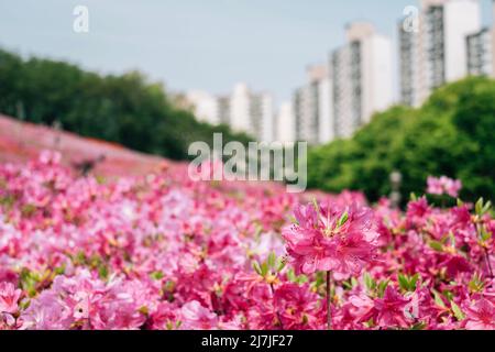 Royal Azaleas Hill Park festival de fleurs à Gunpo, Corée Banque D'Images