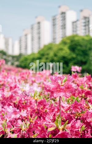 Royal Azaleas Hill Park festival de fleurs à Gunpo, Corée Banque D'Images