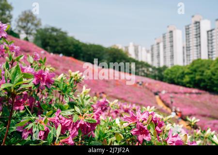 Royal Azaleas Hill Park festival de fleurs à Gunpo, Corée Banque D'Images