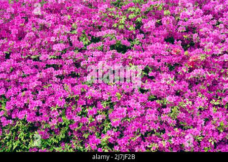 Royal Azaleas Hill Park festival de fleurs à Gunpo, Corée Banque D'Images