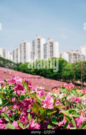 Royal Azaleas Hill Park festival de fleurs à Gunpo, Corée Banque D'Images