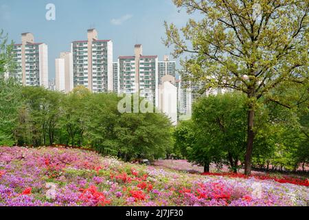 Royal Azaleas Hill Park festival de fleurs à Gunpo, Corée Banque D'Images