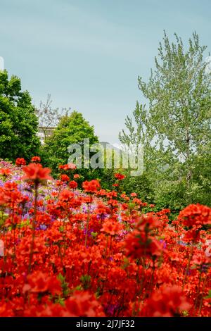 Royal Azaleas Hill Park festival de fleurs à Gunpo, Corée Banque D'Images