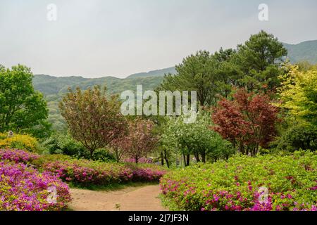 Printemps de Chomakgol Eco Park à Gunpo, Corée Banque D'Images