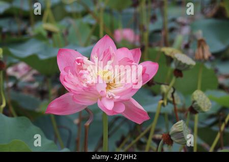 Fleur de lotus rose qui fleurit sur un étang de fleurs par une journée ensoleillée Banque D'Images