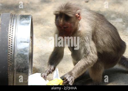 Singe à la recherche de nourriture dans une poubelle métallique. Concept de la demande alimentaire et de la faim chez les animaux Banque D'Images