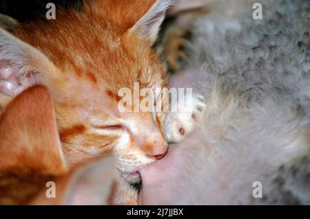 Les chatons d'erreur de race croisée de Scotish Fold et Cornish Rex 13 semaines de soins infirmiers Banque D'Images