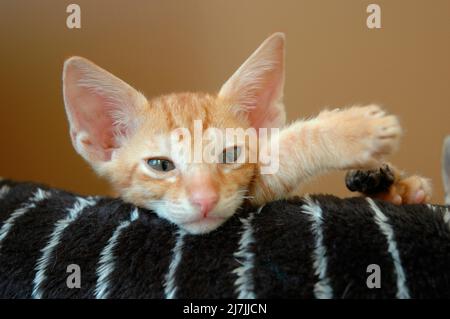 Les chatons d'erreur de race croisée de Scotish Fold et Cornish Rex 13 semaines Banque D'Images