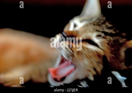 Les chatons d'erreur de race croisée de Scotish Fold et Cornish Rex 13 semaines Banque D'Images