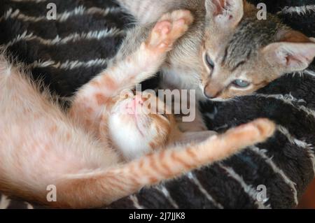 Les chatons d'erreur de race croisée de Scotish Fold et Cornish Rex 13 semaines Banque D'Images