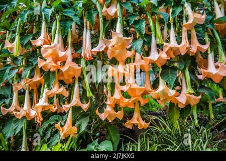 Les fleurs pendantes d'une Brugmansia à floraison abondante, connue sous le nom de trompettes d'ange Banque D'Images