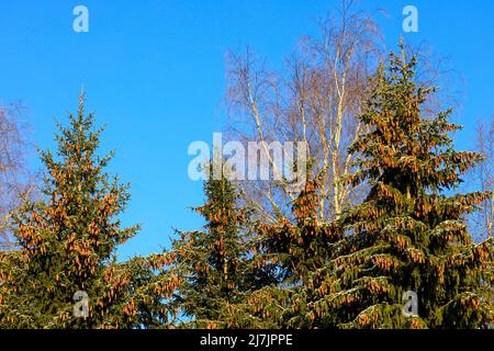 Épinettes de Norvège, Picea abies, croissant en forêt en Finlande, branches transportant beaucoup de cônes. Fond bleu ciel. Janvier 2022. Banque D'Images