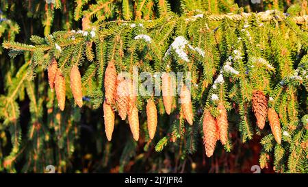 Épinette de Norvège, Picea abies, en pleine forêt en Finlande, branches transportant beaucoup de cônes. Janvier 2022. Banque D'Images