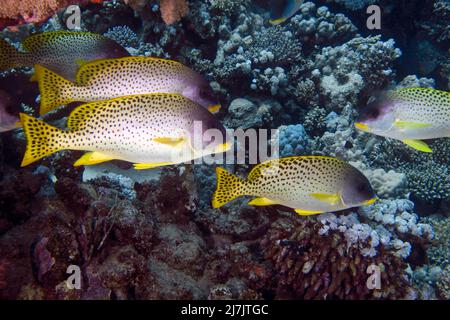 Sweetlips Plectorhinchus gaterinus Épinoche tachetée () en Mer Rouge, Egypte Banque D'Images