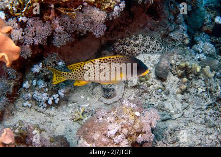 Sweetlips Plectorhinchus gaterinus Épinoche tachetée () en Mer Rouge, Egypte Banque D'Images