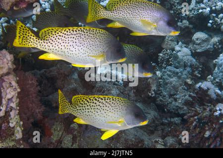 Sweetlips Plectorhinchus gaterinus Épinoche tachetée () en Mer Rouge, Egypte Banque D'Images