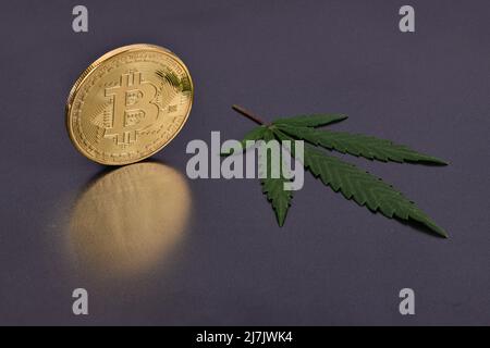 Le cannabis vert de marijuana pousse avec le bitcoin isolé sur fond noir. Photo haute résolution. Profondeur de champ complète. Banque D'Images