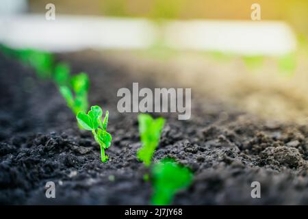 Jeunes pousses de pois dans le jardin en gros plan. Les germes croissants de pois verts au lever du soleil en gros plan Banque D'Images