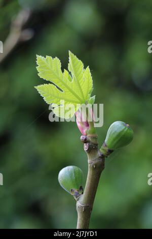 brindilles avec des figues et des feuilles de figues en forme de bourgeonnement Banque D'Images