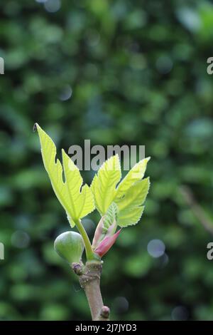 brindilles avec des figues et des feuilles de figues en forme de bourgeonnement Banque D'Images