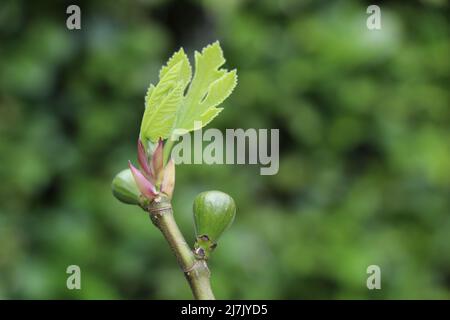 brindilles avec des figues et des feuilles de figues en forme de bourgeonnement Banque D'Images