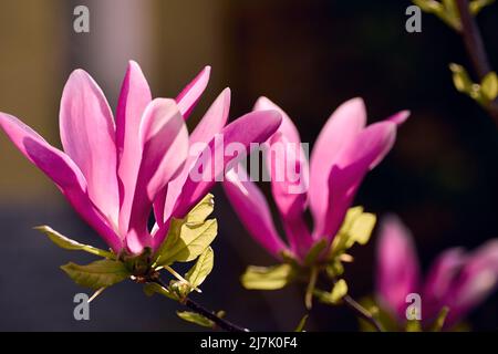 Gros plan de fleurs de magnolia rose au soleil du matin avec un fond flou Banque D'Images