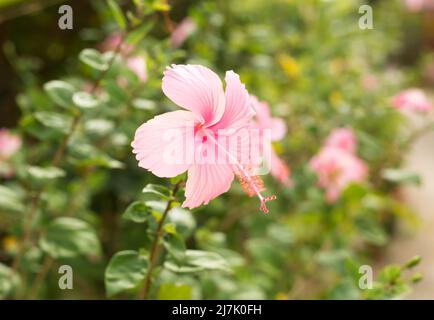 Fleur rose macro hibiscus sur fond de feuilles vertes floues Banque D'Images