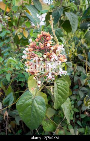 Gros plan de l'Arlequin glorybower, de la fleur de Clerodendrum trichotomum et des feuilles en pleine floraison. Uttarakhand Inde. Banque D'Images