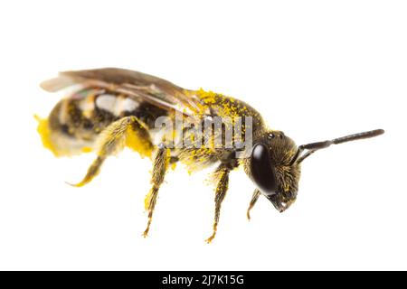 Insectes d'europe - abeilles: Vue latérale de l'abeille femelle douce ( Lasioglossum german Schmalbiene ) isolée sur fond blanc avec du pollen partout Banque D'Images