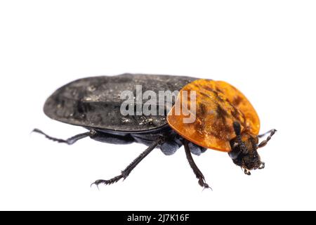 Insectes d'europe - coléoptères : vue latérale du coléoptère à carapace rouge ( Oiceoptoma thoracicum german Rothalsige Silphe ) isolé sur fond blanc Banque D'Images