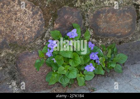 Hain-Veilchen, Hainveilchen, Veilchen, in den Fugen einer Steinmauer, Viola riviniana, Bois violet, chien-violet, violet de bois, chien vi Banque D'Images