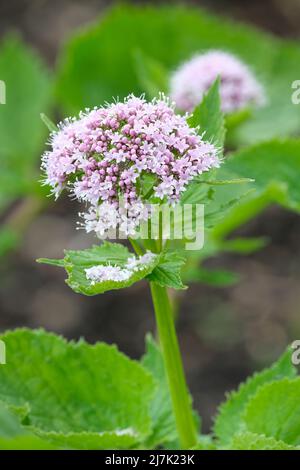 Valeriana pyrenaica, herbe de queue de capon, valériane pyrénéenne. De petites fleurs pourpres pâle produites en grappes à la fin du printemps et au début de l'été Banque D'Images