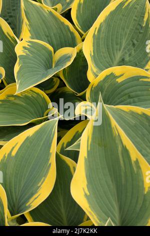 Portrait semi-abstrait de plantes en gros plan de Hosta 'First Frost', plantain de lis 'First Frost' frappant le feuillage Banque D'Images