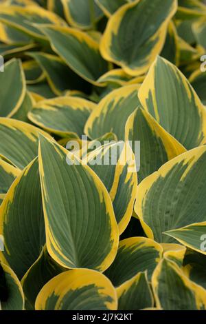 Portrait semi-abstrait de plantes en gros plan de Hosta 'First Frost', plantain de lis 'First Frost' frappant le feuillage Banque D'Images