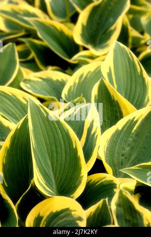 Portrait semi-abstrait de plantes en gros plan de Hosta 'First Frost', plantain de lis 'First Frost' frappant le feuillage Banque D'Images