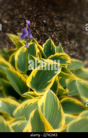 Portrait semi-abstrait de plantes en gros plan de Hosta 'First Frost', plantain de lis 'First Frost' frappant le feuillage Banque D'Images