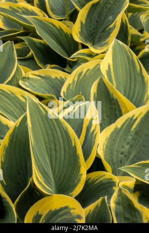 Portrait semi-abstrait de plantes en gros plan de Hosta 'First Frost', plantain de lis 'First Frost' frappant le feuillage Banque D'Images
