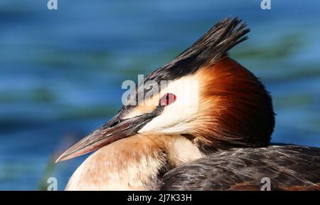 Berlin, Allemagne. 09th mai 2022. 09.05.2022, Berlin. Un grand Grebe à crête (Podiceps cristatus) se trouve sur son nid sur le lac Wannsee. Crédit: Wolfram Steinberg/dpa crédit: Wolfram Steinberg/dpa/Alay Live News Banque D'Images